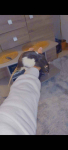 Oddam szczurki Biłgoraj - zdjęcie 3