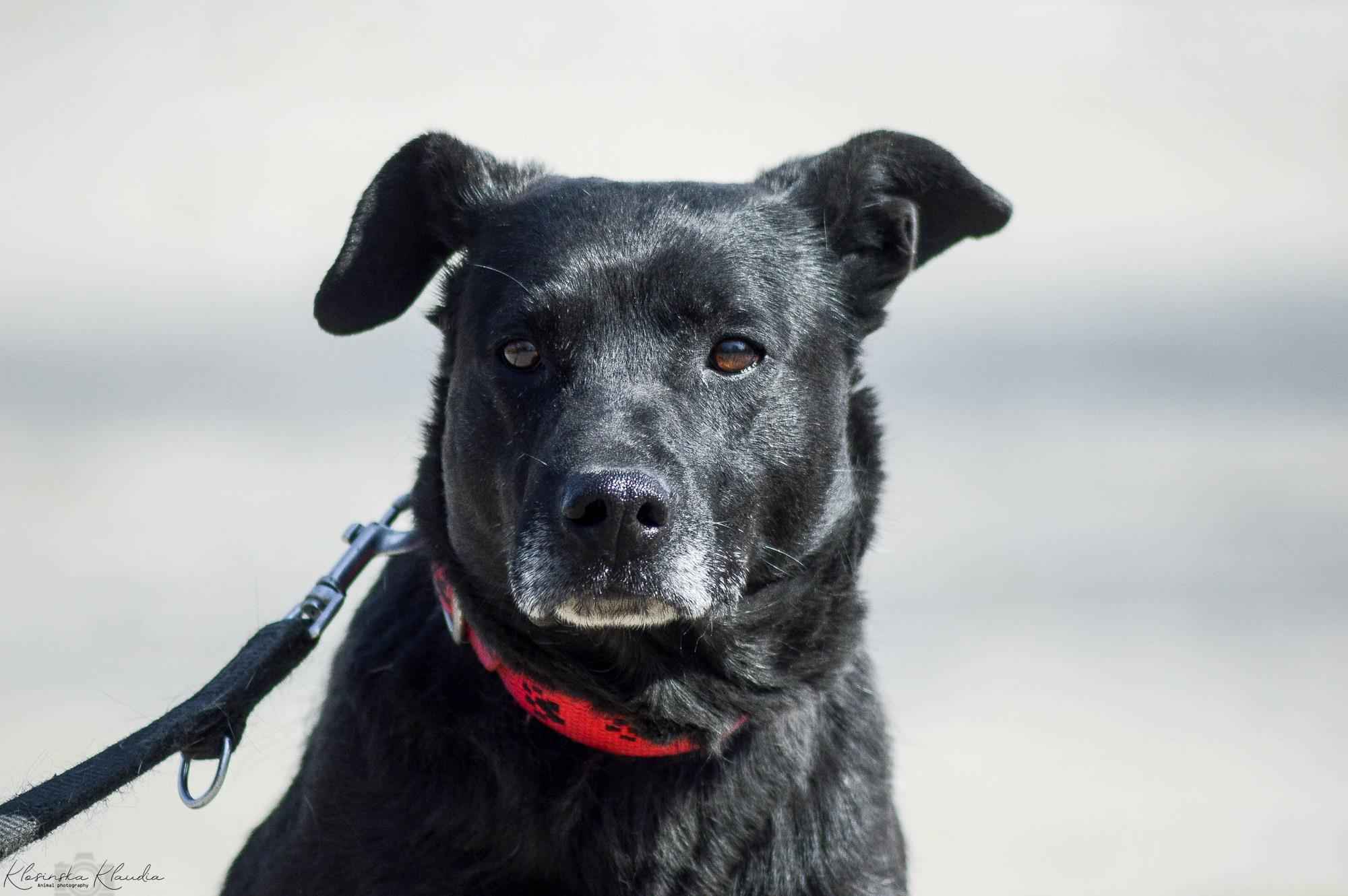 Armia - łagodna, delikatna sunia szuka domu! Olsztyn - zdjęcie 1