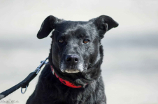 Armia - łagodna, delikatna sunia szuka domu!