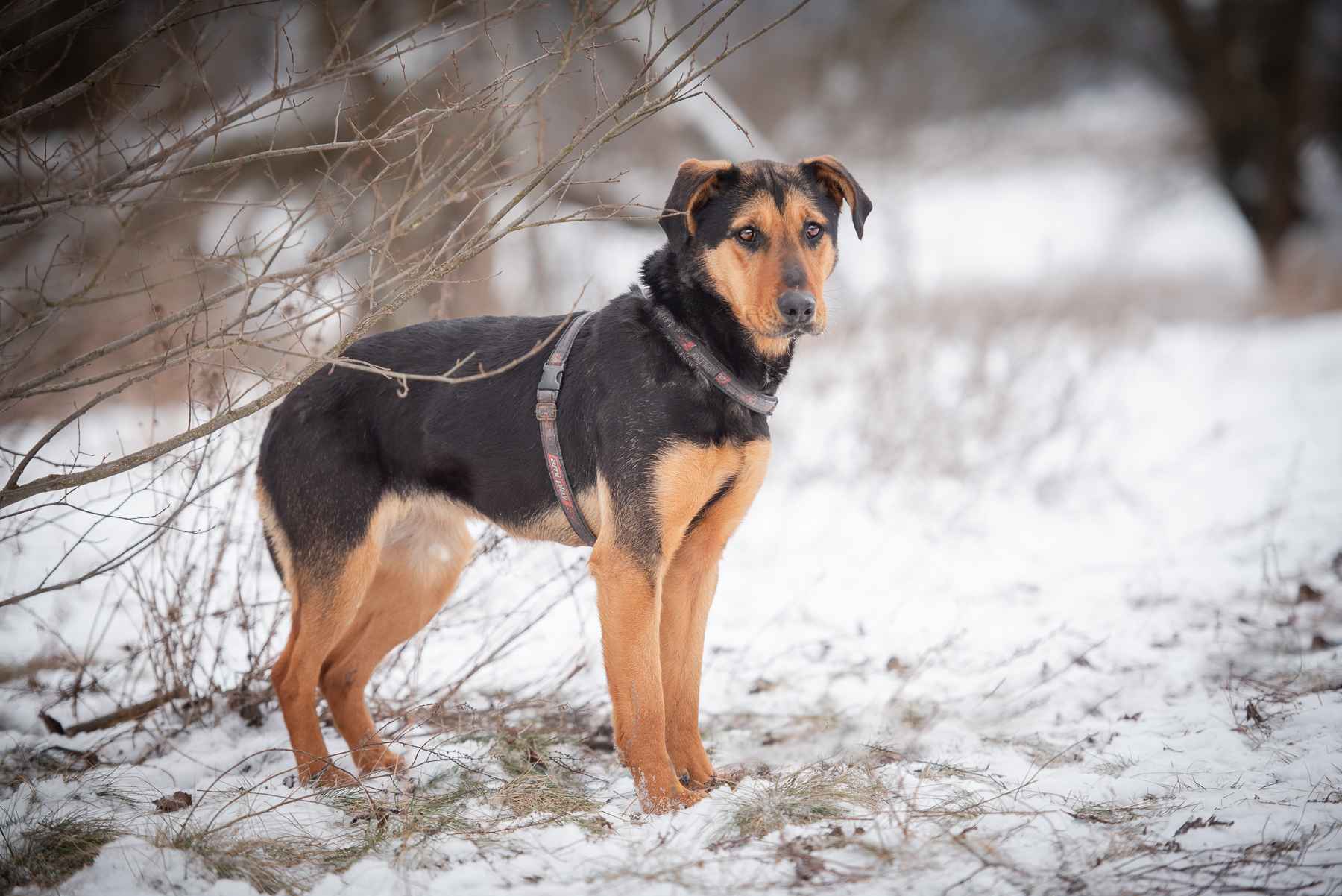 Felicja - psi anioł szuka domu na zawsze! Olsztyn - zdjęcie 6