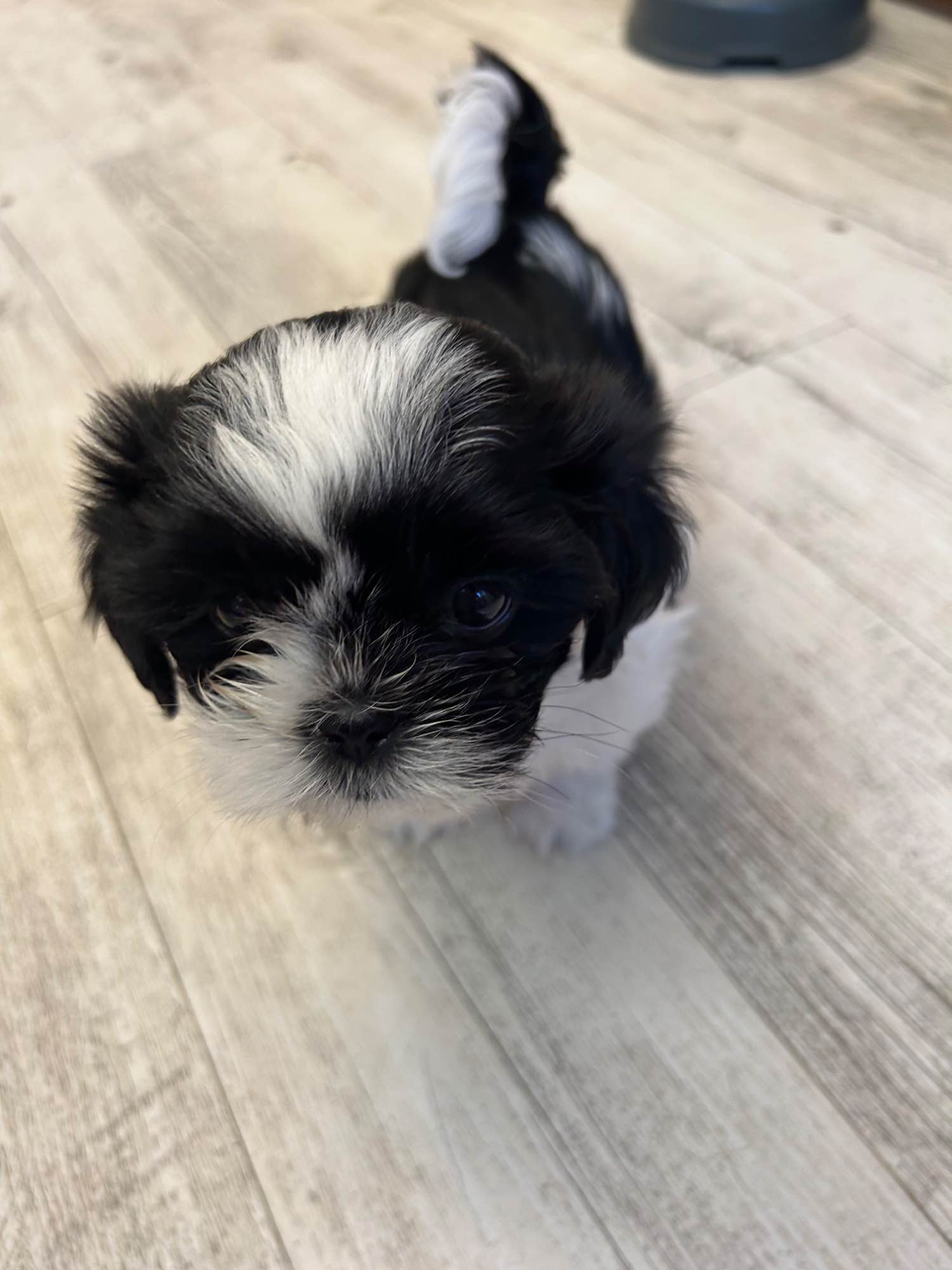 Szczeniak shihtzu Krzyki - zdjęcie 8