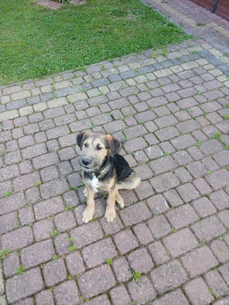 Oddam pieska w dobre ręce Bachórz - zdjęcie 1