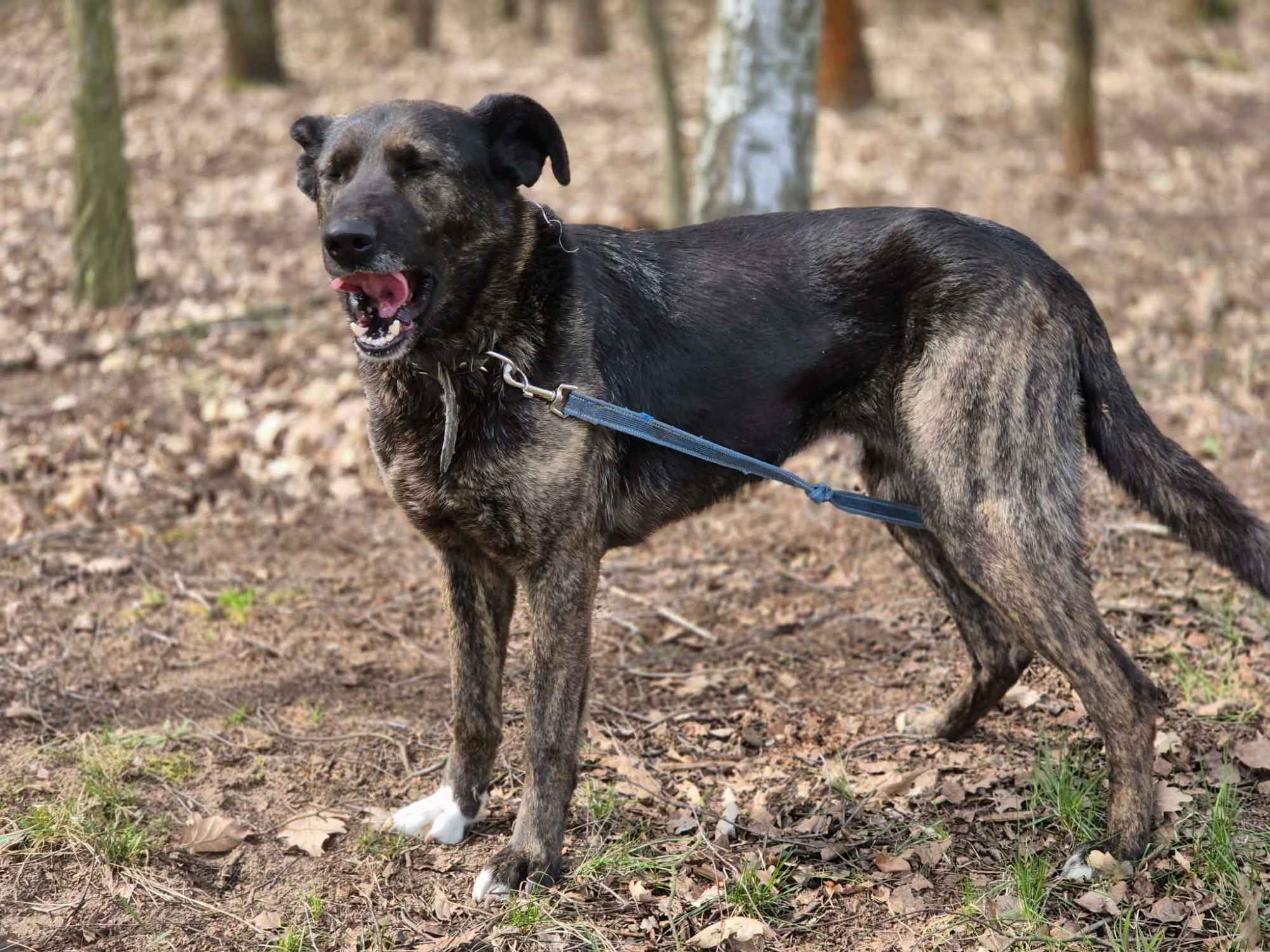 Axa - wpatrzona w człowieka, młoda suczka Olsztyn - zdjęcie 3