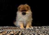 Szpic Miniaturowy, Pomeranian - suczki