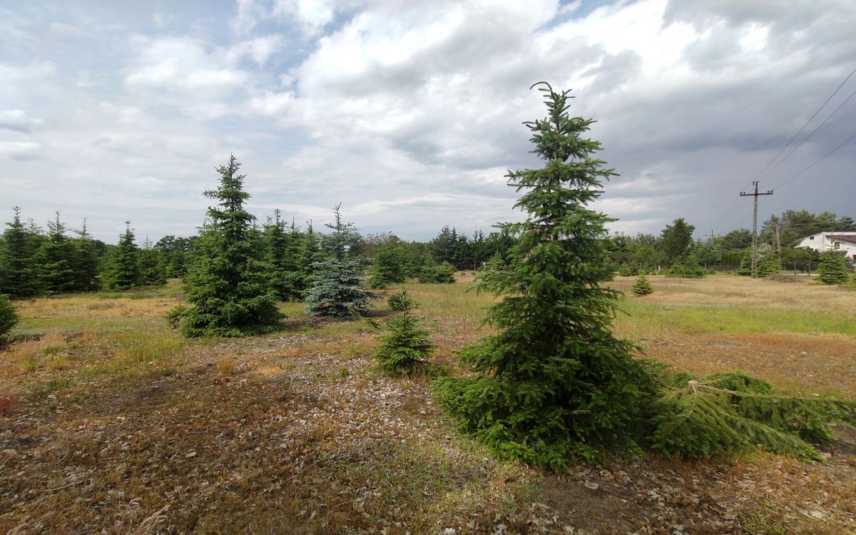 Działka z WZ blisko Nowego Tomyśla. Glinno - zdjęcie 3