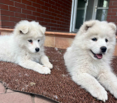 Samoyed / Samojed szczeniak Jasionka - zdjęcie 10