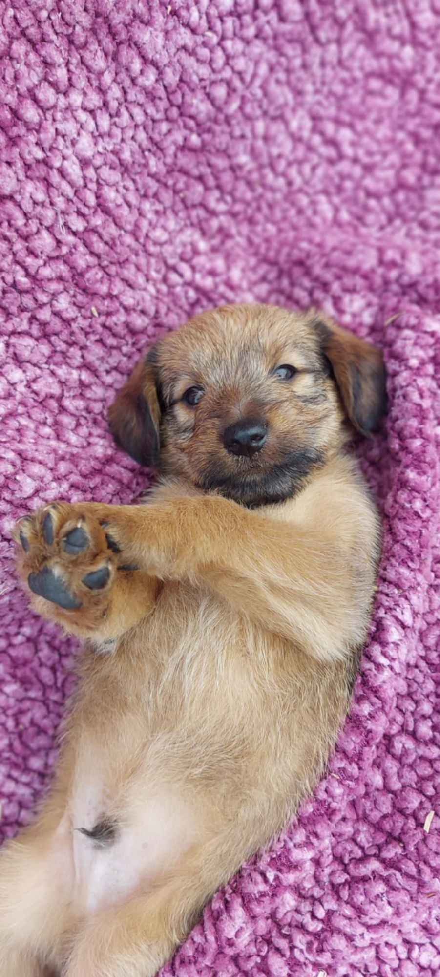 Ron - cudowny szczeniak szuka domu! Olsztyn - zdjęcie 1