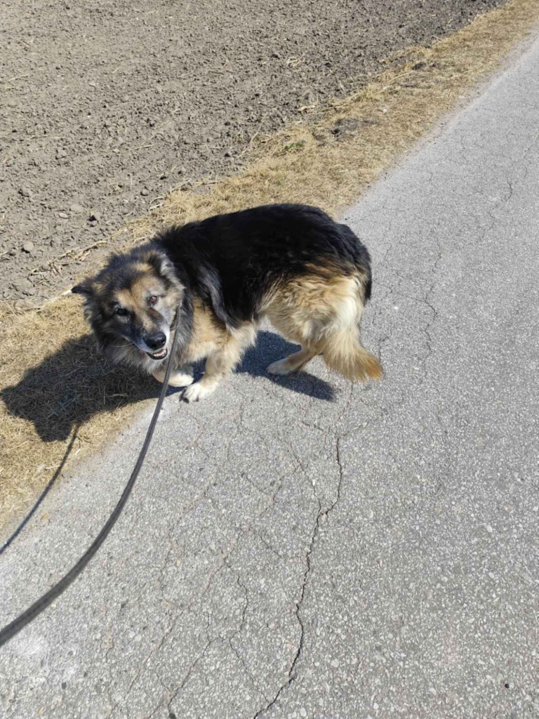 Aron - cudowny, spokojny owczarek szuka domu! Olsztyn - zdjęcie 4