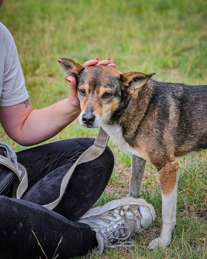 Przesympatyczny, proludzki kanapowiec szuka domu na zawsze! Adoptuj! Polesie - zdjęcie 11