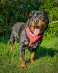 Dostojny, majestatyczny, silny Diego w typie rottweilera szuka domu! Mokotów - zdjęcie 7