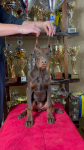 Dobermann Puppy Bemowo - zdjęcie 4