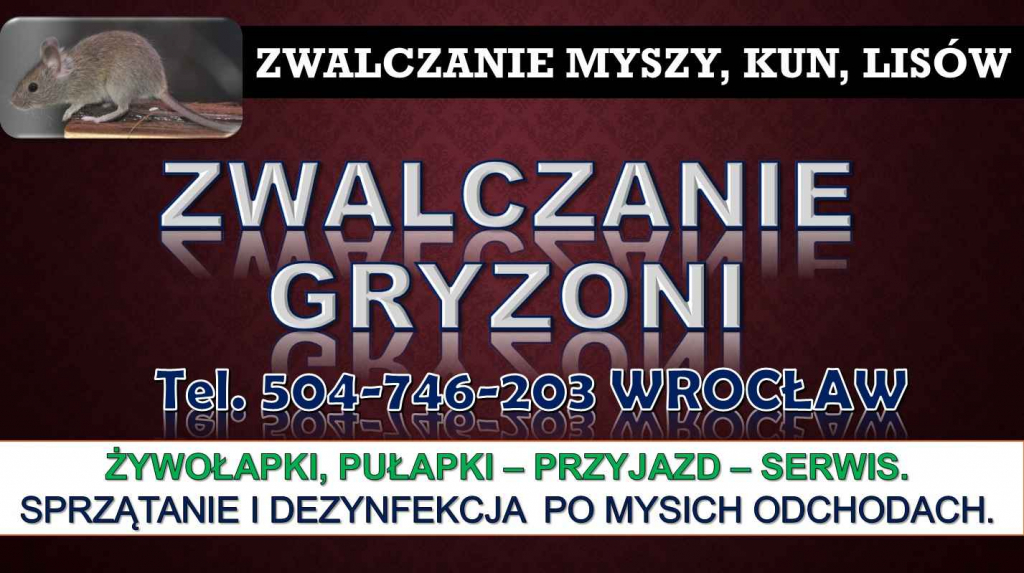 Likwidacja myszy, cennik, tel 504746203. Wrocław. Zwalczanie, usuwanie Psie Pole - zdjęcie 4