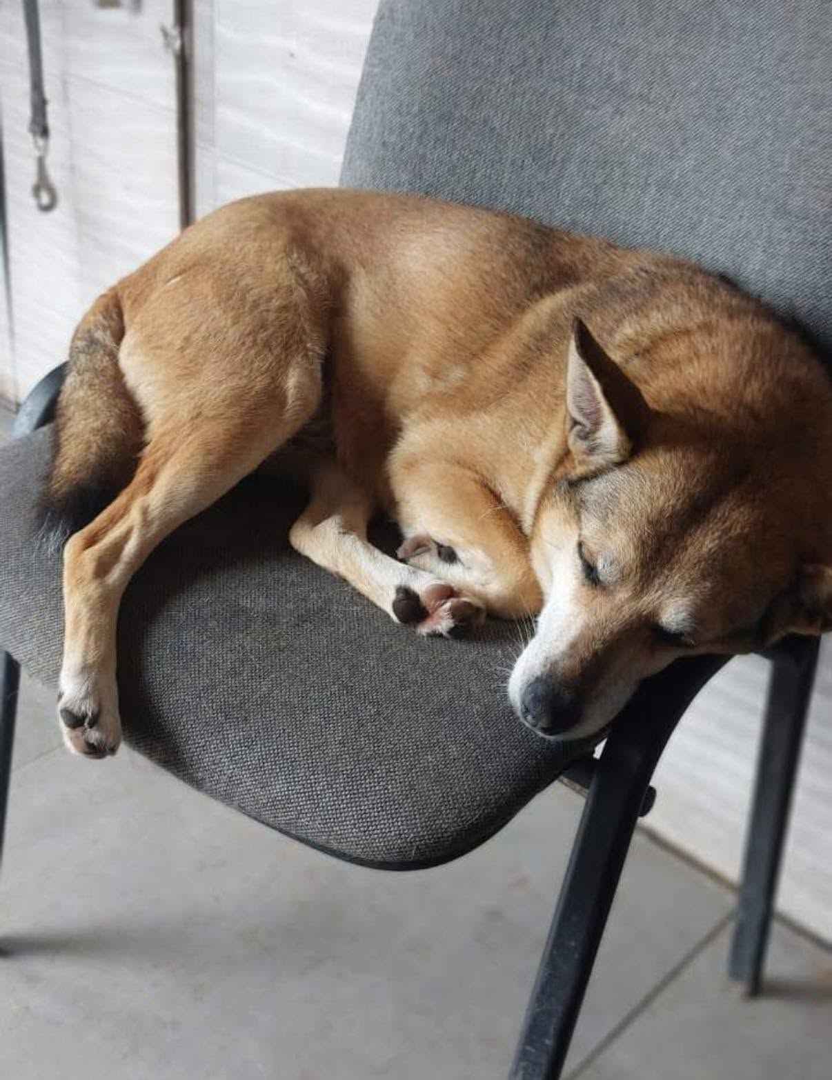 Hela - niekonfliktowa, spokojna sunia do adopcji! Olsztyn - zdjęcie 2