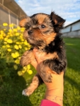 Sprzedam yorkshire terrier suczki Lubawa - zdjęcie 9