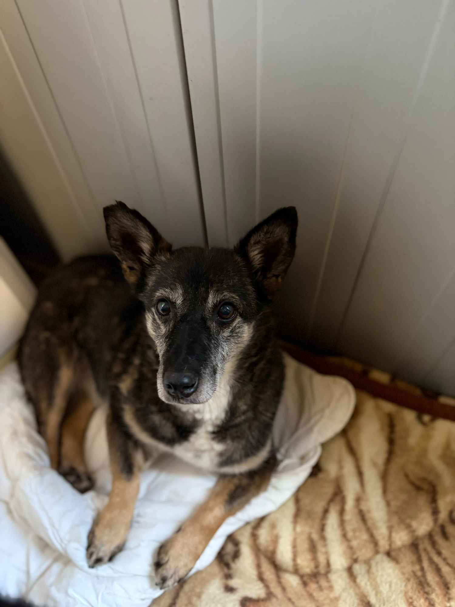 Cudowna Fibi, delikatna sunia BŁAGA o dom! Olsztyn - zdjęcie 1