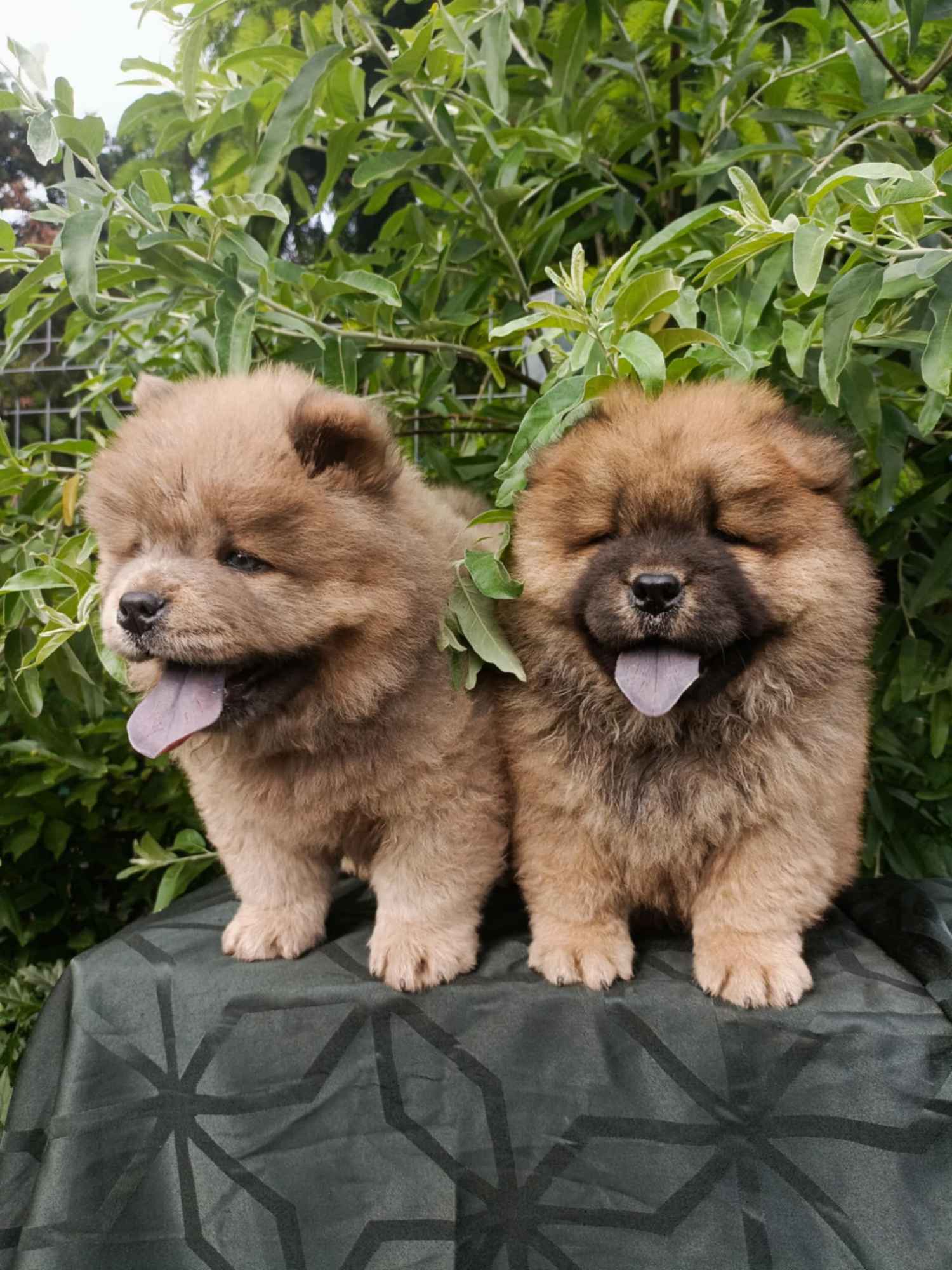 Wzorcowe Chow Chow piękny exterrier rodzice FCI Krapkowice - zdjęcie 7