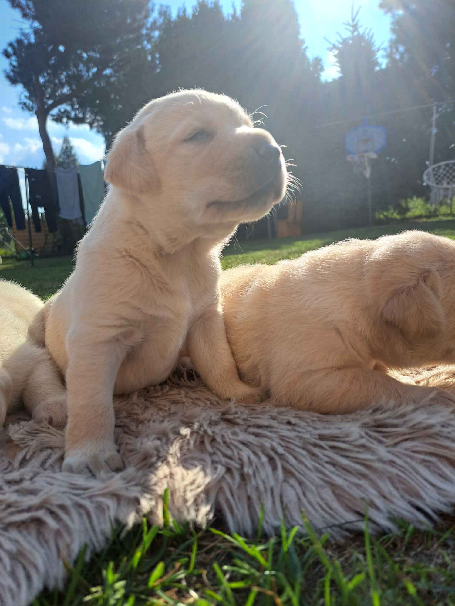 Labrador Retriever Gruszów Wielki - zdjęcie 4