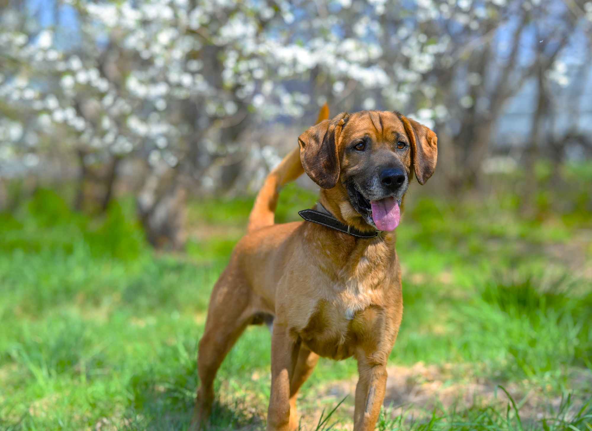 Baron - wyjątkowy pies w typie posokowca szuka domu Olsztyn - zdjęcie 2