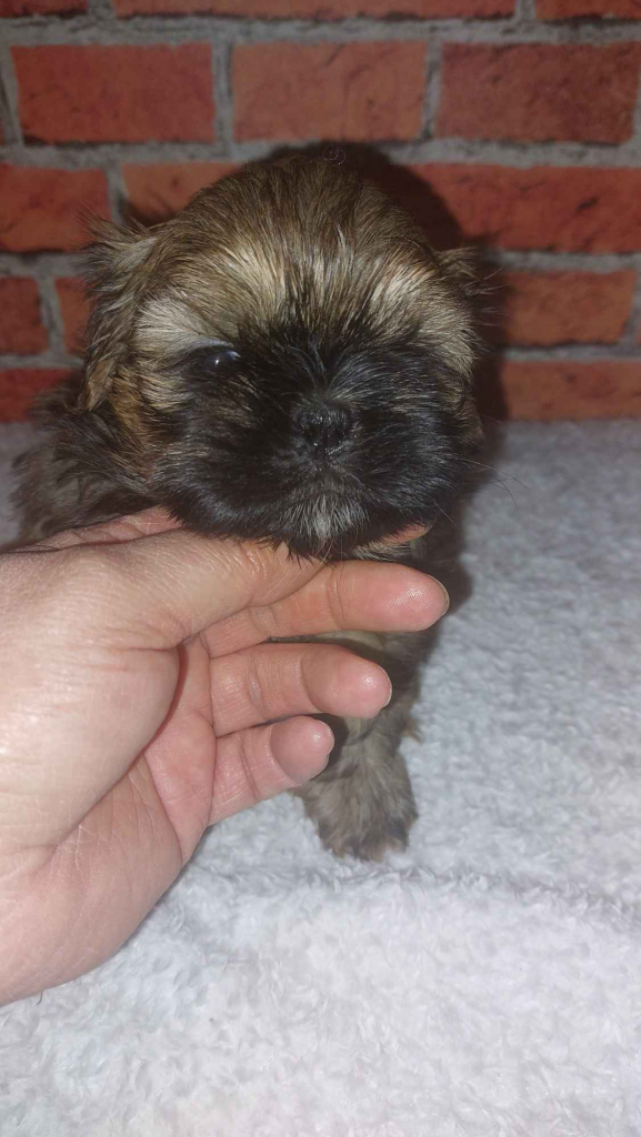 Shih-tzu do odbioru Skarszewy - zdjęcie 2