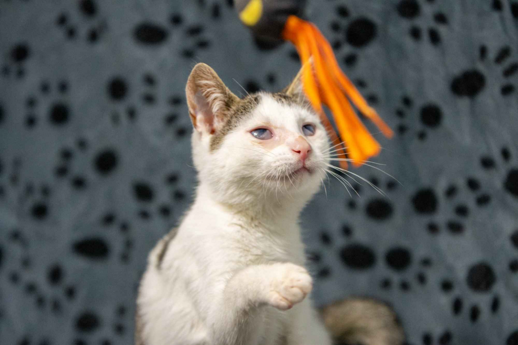 Dwa urocze, wesołe kocięta szukają domów! Olsztyn - zdjęcie 5