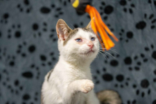 Dwa urocze, wesołe kocięta szukają domów! Olsztyn - zdjęcie 5