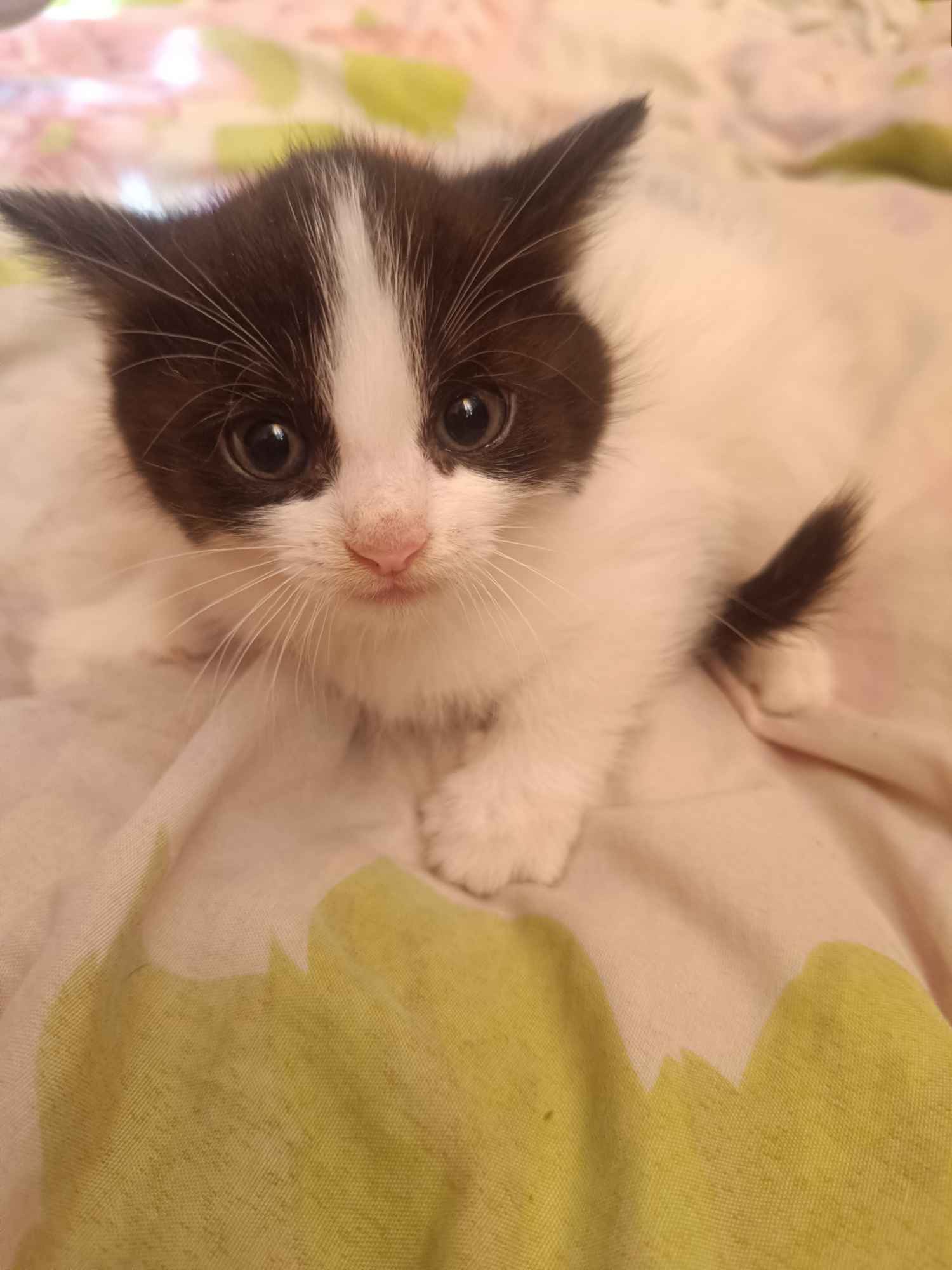 Kotki do oddania Wysoka Głogowska - zdjęcie 8