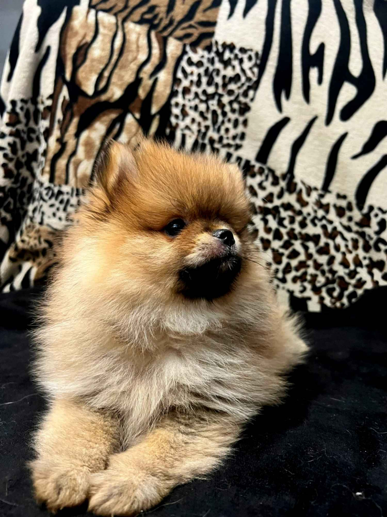 Szpic miniaturowy, Pomeranian - ORANGE Widzew - zdjęcie 2