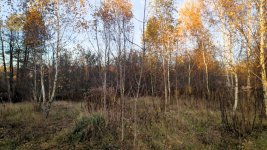 Sprzedam działkę budowlaną w Nowych Mostkach