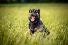 Gucio - młody, niekonfliktowy, wychowany psiak! Olsztyn - zdjęcie 7