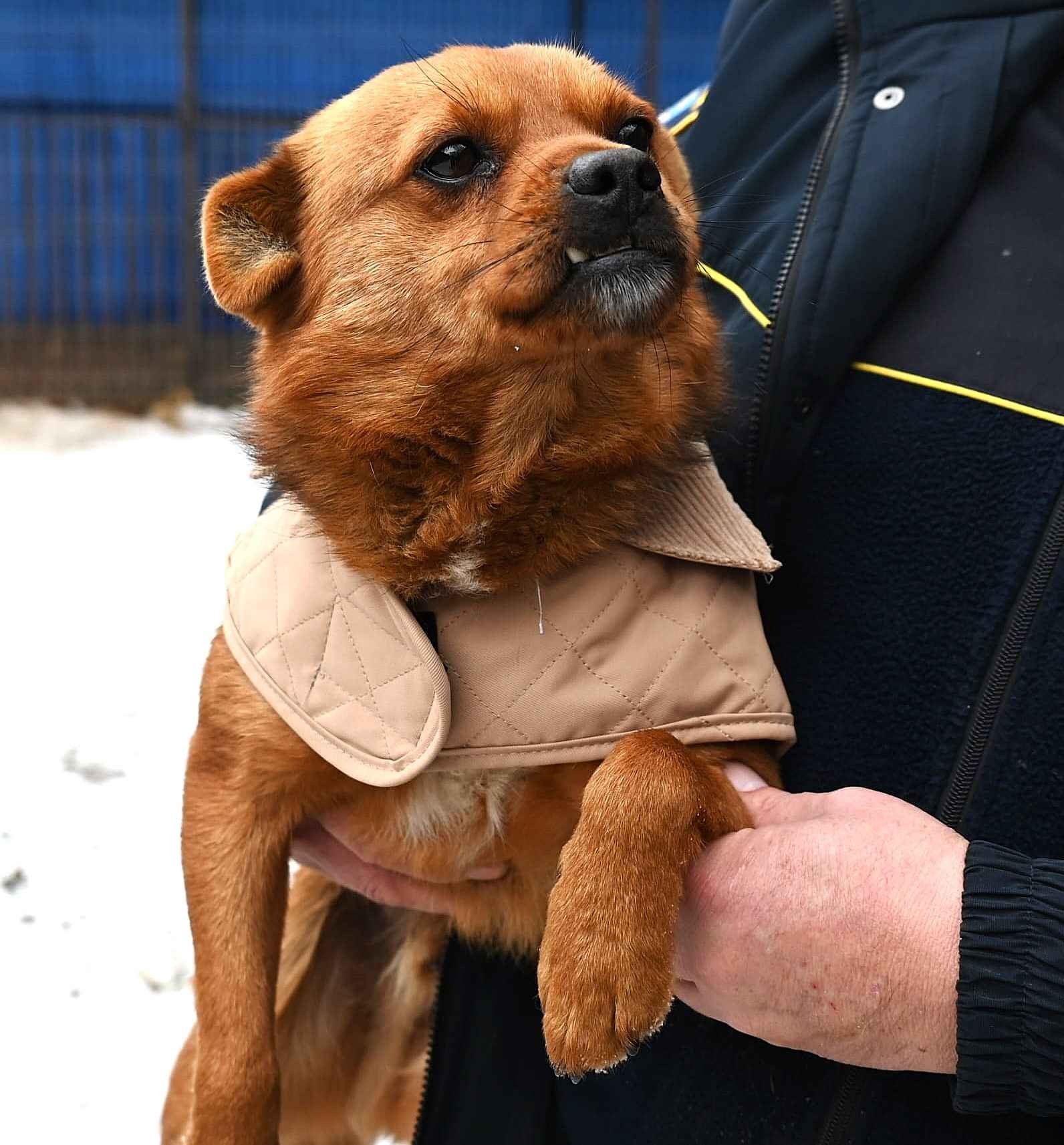 Słodki Ząbek szuka domu, za kilka dni grozi mu schronisko Pułtusk - zdjęcie 1