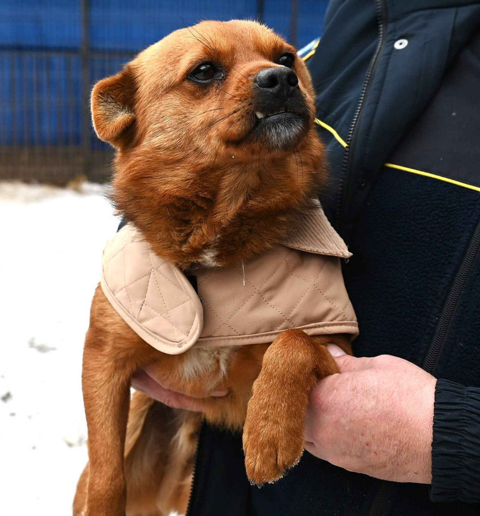Słodki Ząbek szuka domu, za kilka dni grozi mu schronisko Pułtusk - zdjęcie 1