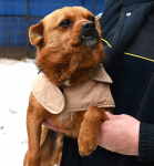 Słodki Ząbek szuka domu, za kilka dni grozi mu schronisko