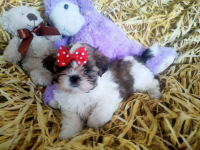 Shih-tzu rasowe szczenięta Wałbrzych - zdjęcie 7