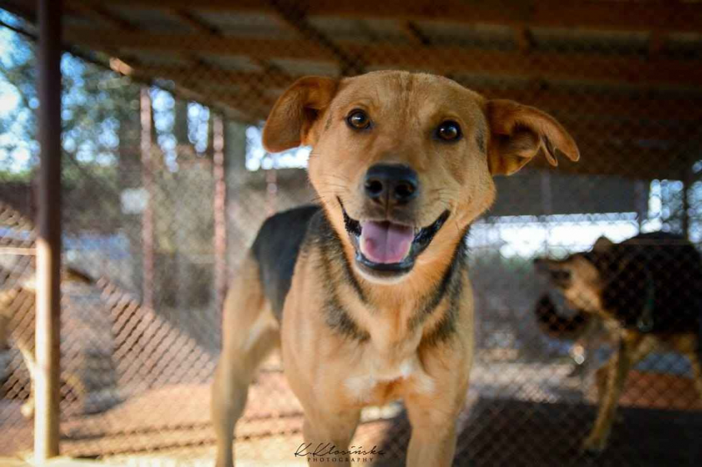 Aron - spokojny psiak szuka kochającego domu! Olsztyn - zdjęcie 2