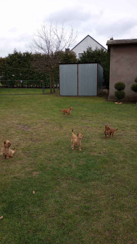 Piesek półroczny do wydania Stogniowice - zdjęcie 1