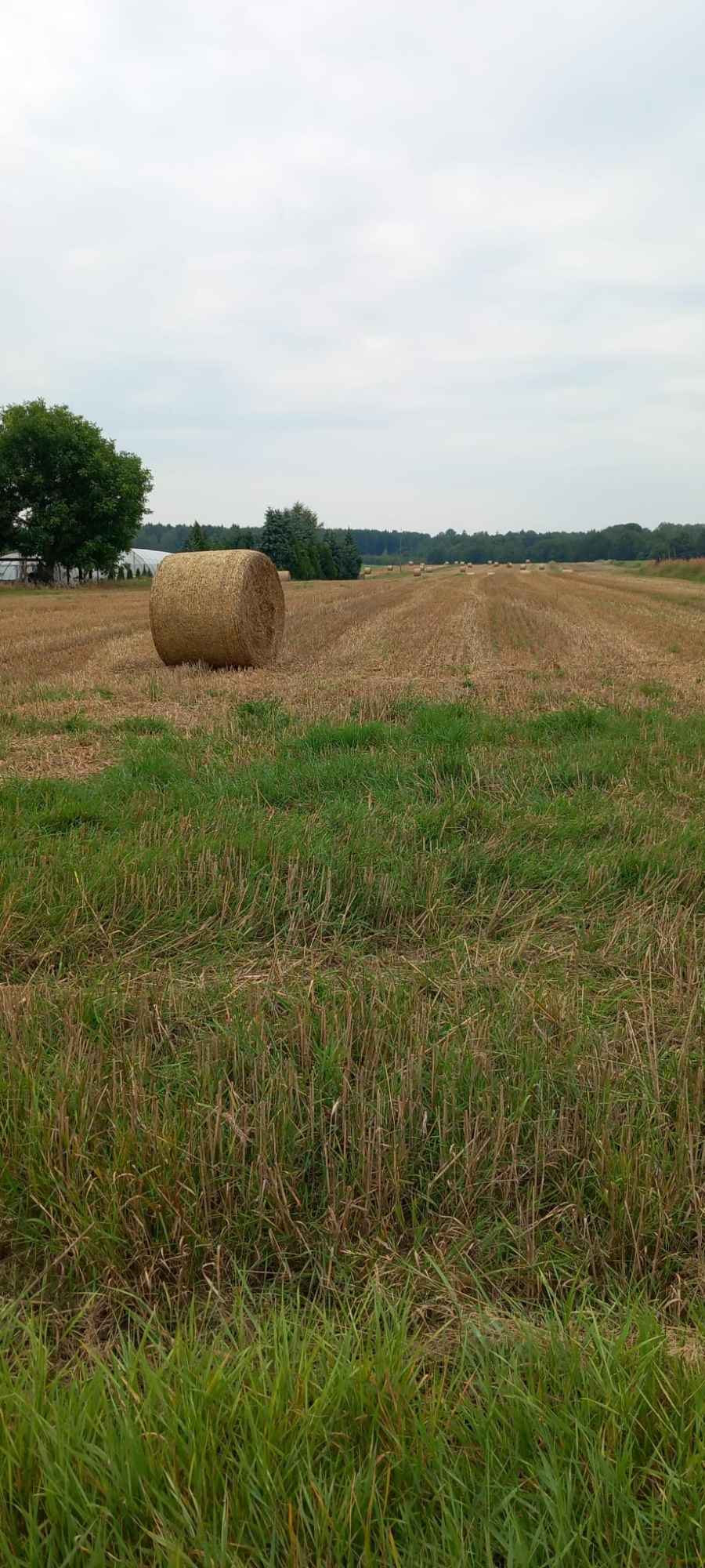 Sprzedam działkę budowlaną 7100m2 - Tarnowskie Góry Repty Śląskie Tarnowskie Góry - zdjęcie 1