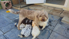 Lagoto Romagnola puppies
