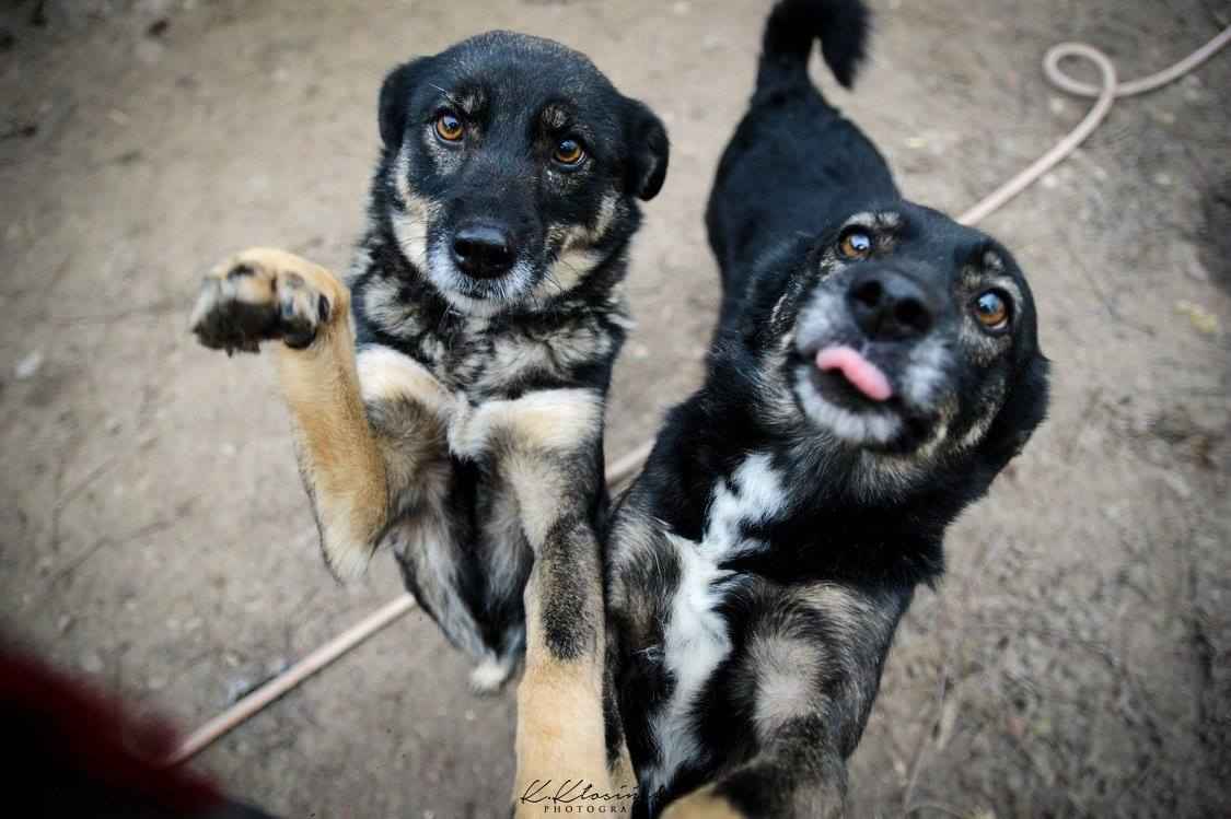Megi i Pegi, cudowne siostry BŁAGAJĄ o dom! Olsztyn - zdjęcie 1