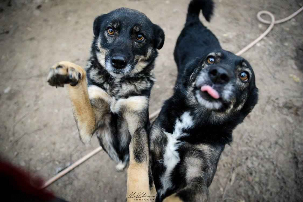 Megi i Pegi, cudowne siostry BŁAGAJĄ o dom! Olsztyn - zdjęcie 1