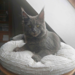 Kocięta Maine coon Słupno - zdjęcie 4