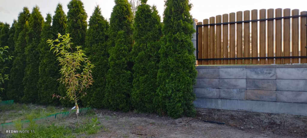 Sprzedam tuje Gizałki - zdjęcie 3