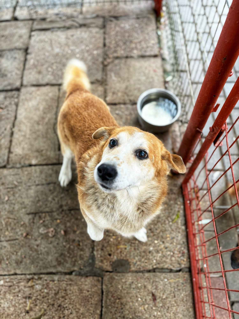 Reks - cudowny, domowy, niewielki psiak! Olsztyn - zdjęcie 1