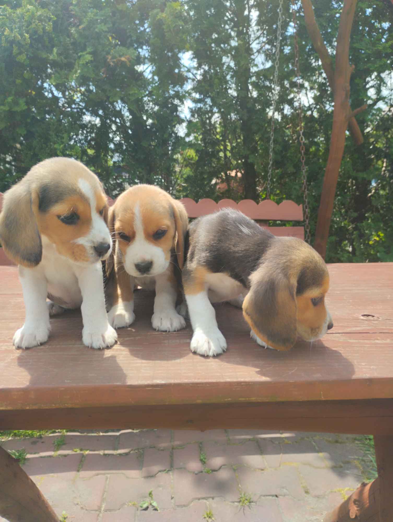 Beagle szczeniaki Busko-Zdrój - zdjęcie 7