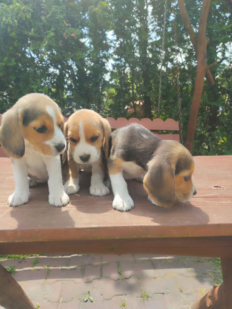 Beagle szczeniaki Busko-Zdrój - zdjęcie 7