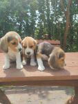 Beagle szczeniaki Busko-Zdrój - zdjęcie 7
