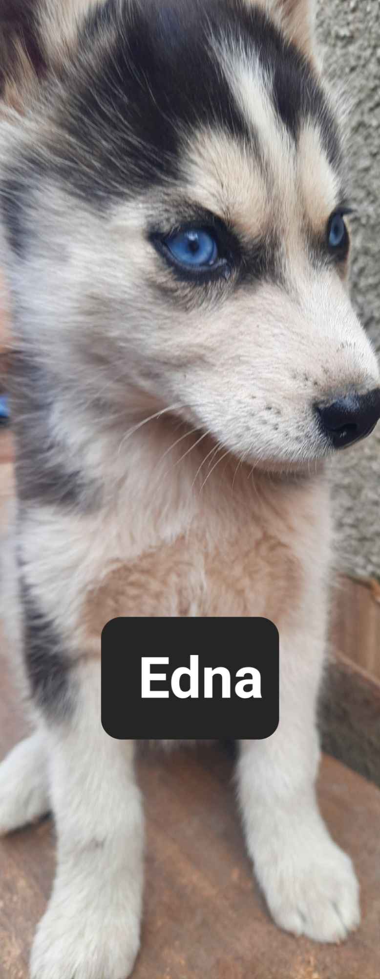 Pieski syberiany husky Reda - zdjęcie 10
