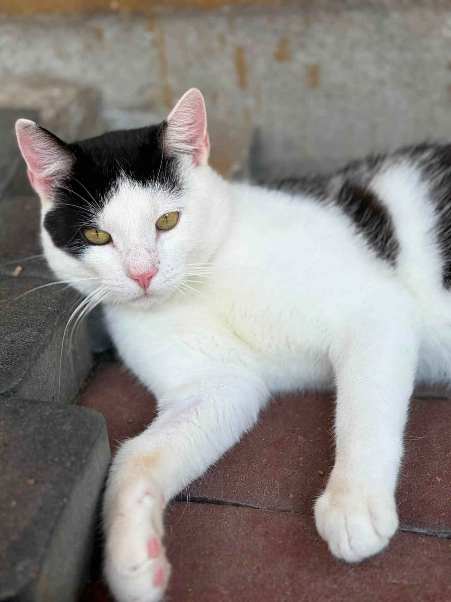 Oreo - młodziutki, łagodny, kontaktowy kotek Olsztyn - zdjęcie 1