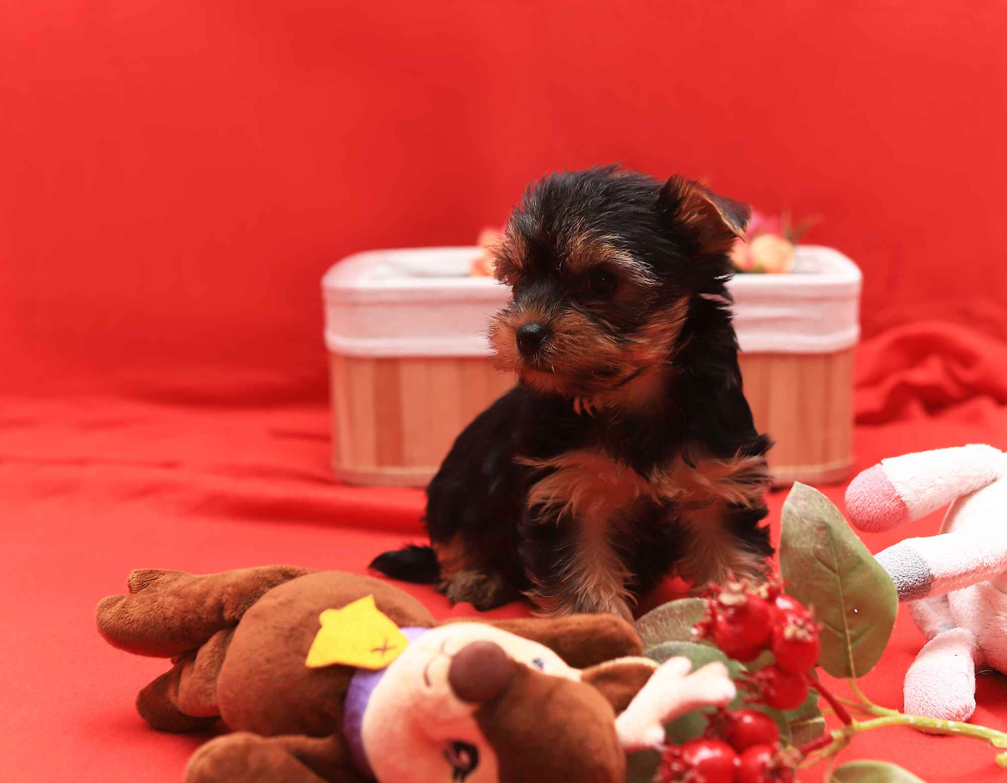 Alutka   sunia Yorkshire Terrier Oława - zdjęcie 4