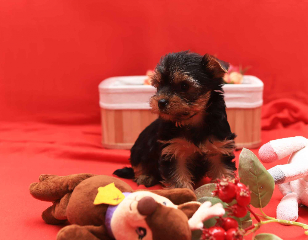 Alutka   sunia Yorkshire Terrier Oława - zdjęcie 4