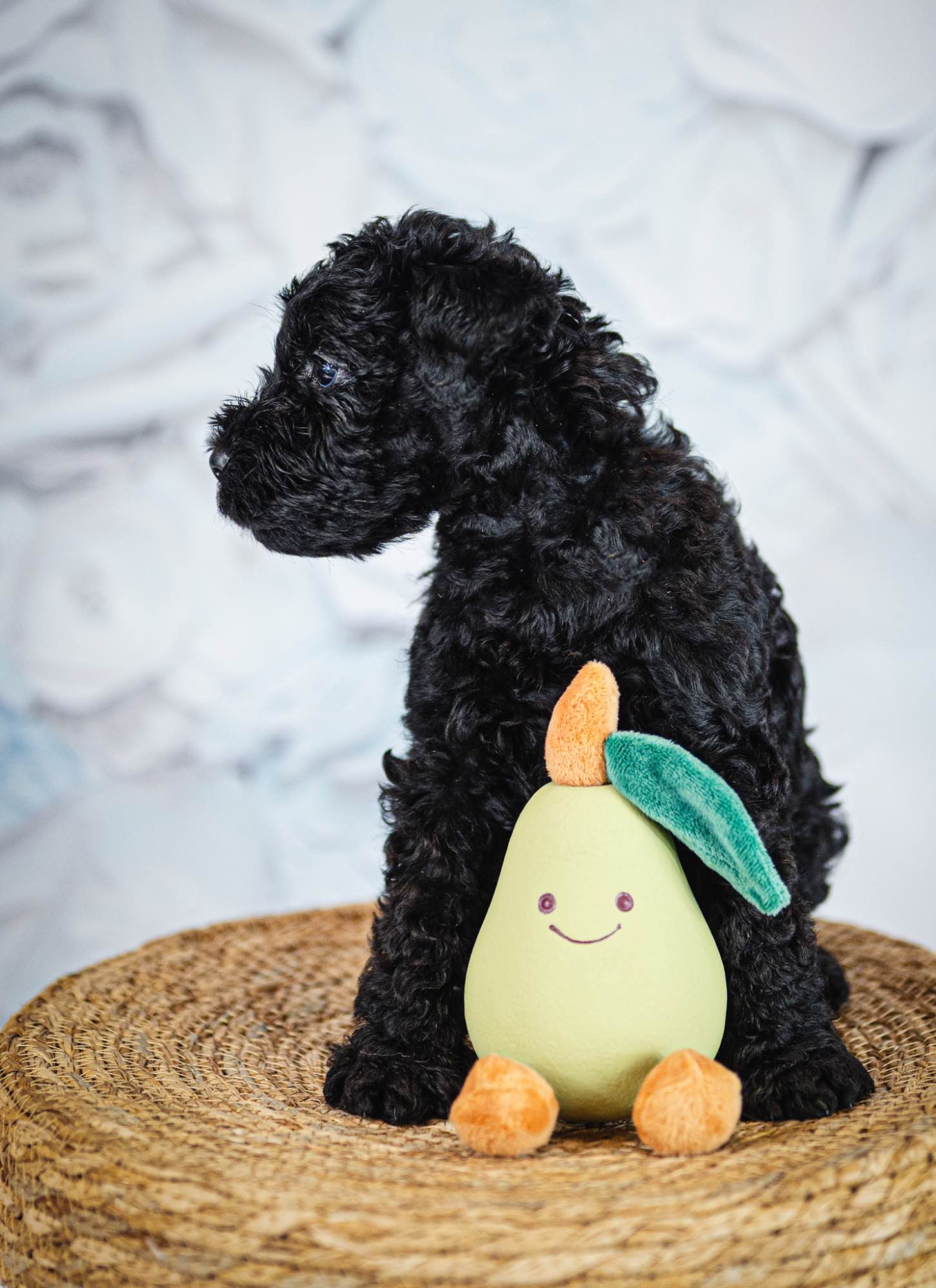Kerry blue terrier Jedyne szczenięta w Polsce Radom - zdjęcie 7
